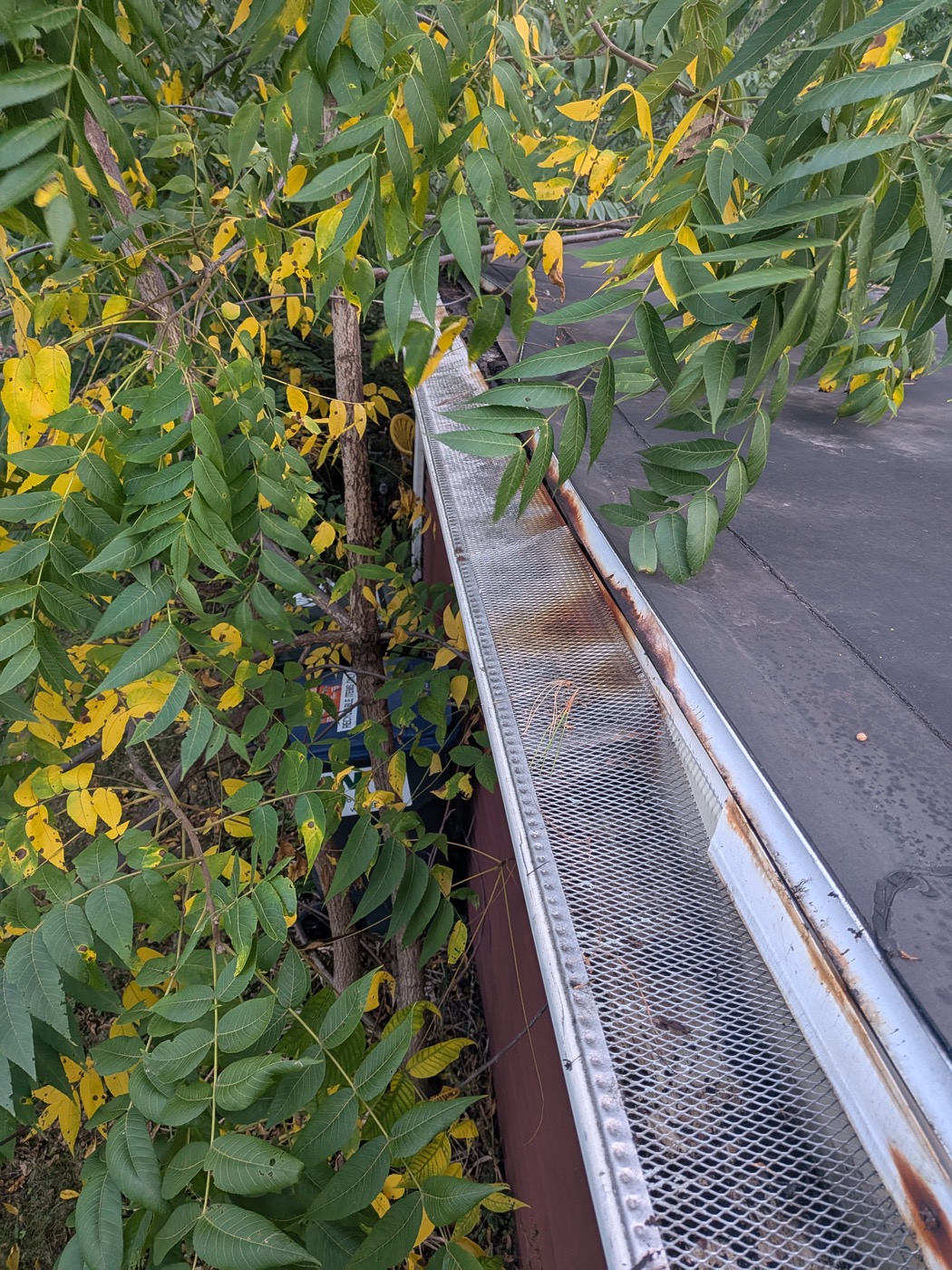 Gutter covered with a mesh gutter guard